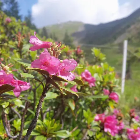 Апартаменты Haus Harmonie *