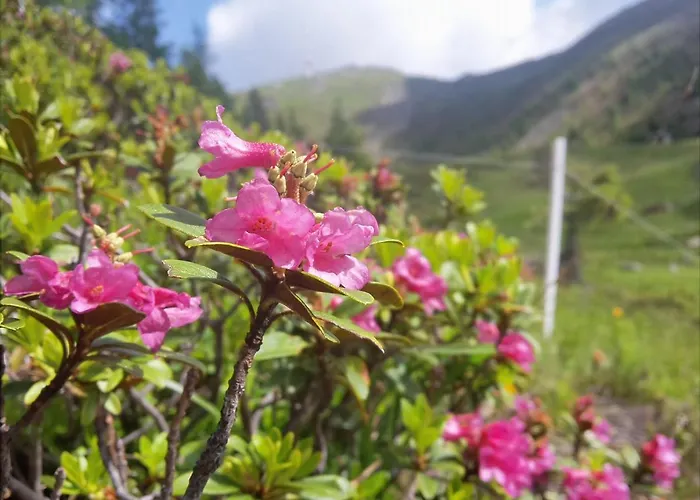 Apartament Haus Harmonie *